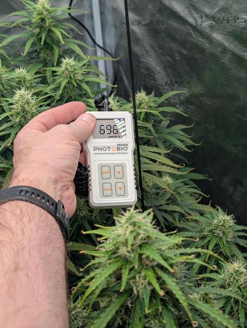 Caring for Angry Bears. Week 8