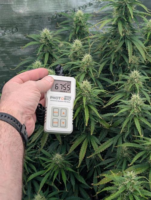 Caring for Angry Bears. Week 8