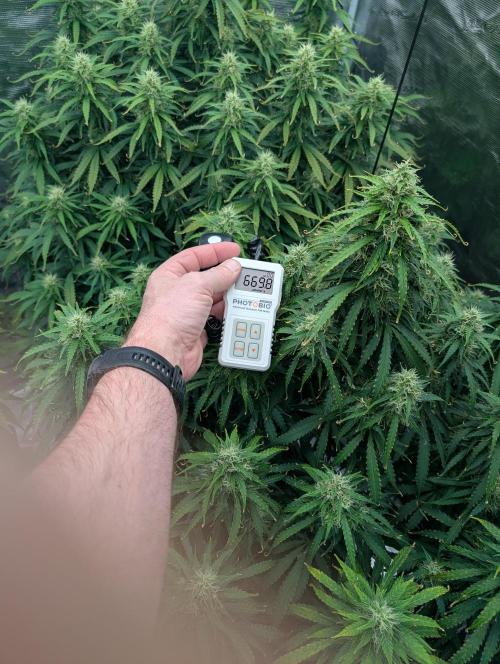 Caring for Angry Bears. Week 8