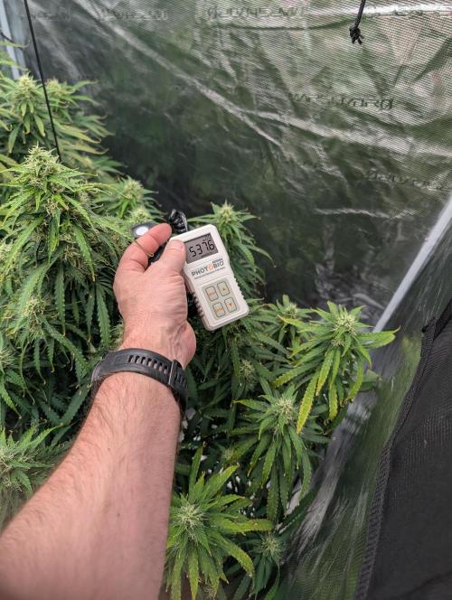 Caring for Angry Bears. Week 8