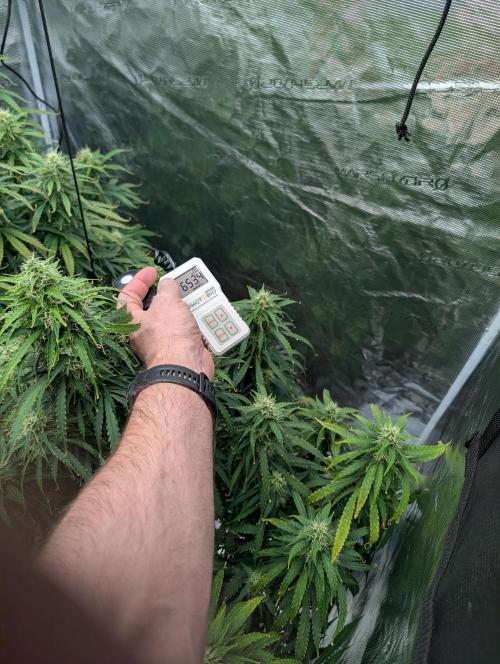 Caring for Angry Bears. Week 8