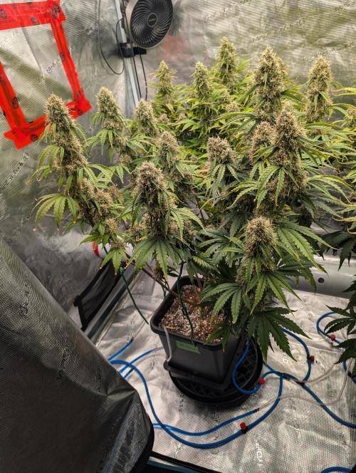 Dreaming in Colour. Week 8