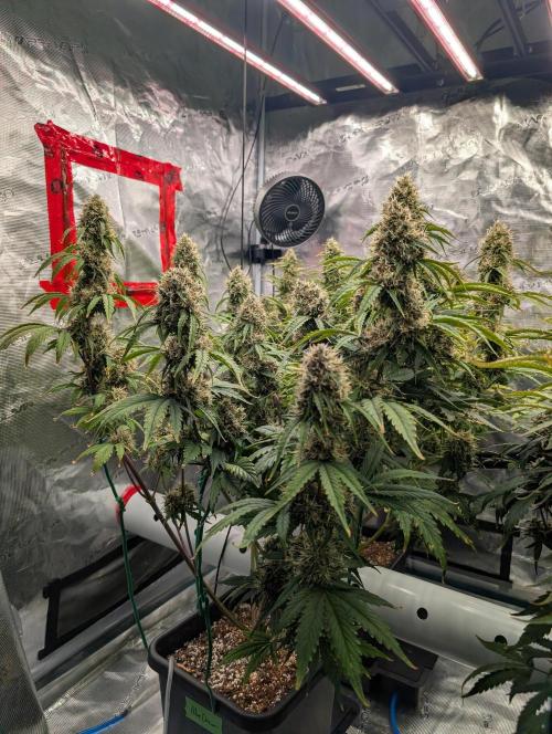 Dreaming in Colour. Week 8