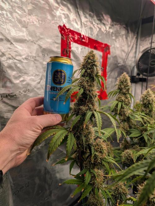 Dreaming in Colour. Week 8