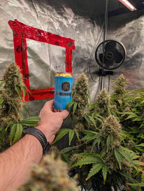 Dreaming in Colour. Week 8