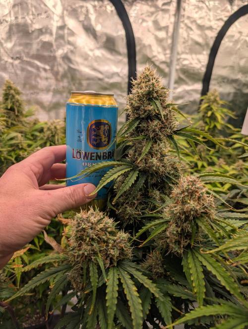 Dreaming in Colour. Week 8