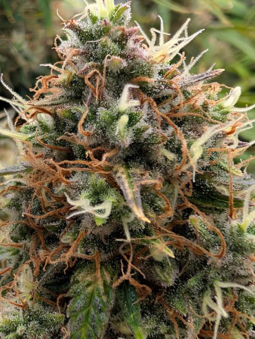 Dreaming in Colour. Week 8