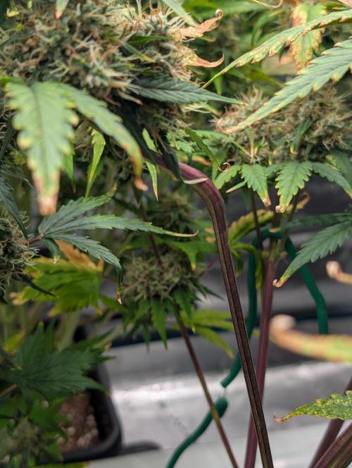 Dreaming in Colour. Week 8