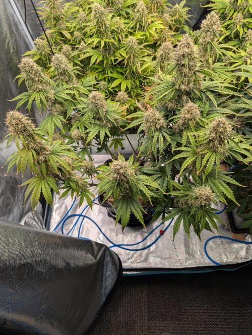 Dreaming in Colour. Week 8