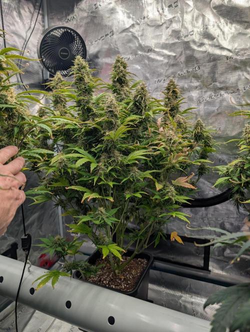 Dreaming in Colour. Week 8