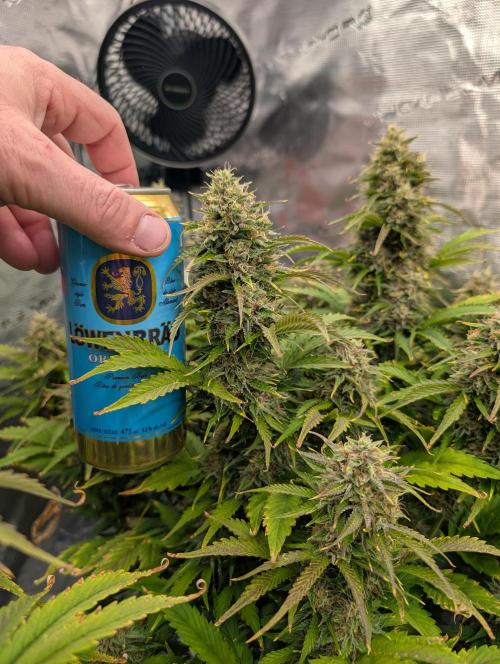 Dreaming in Colour. Week 8