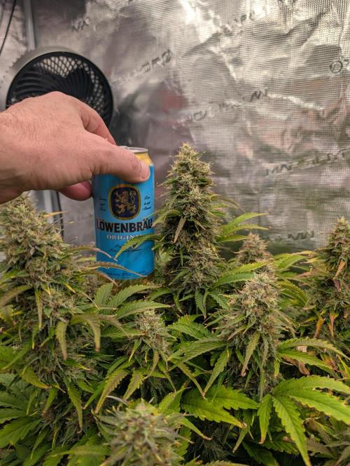 Dreaming in Colour. Week 8