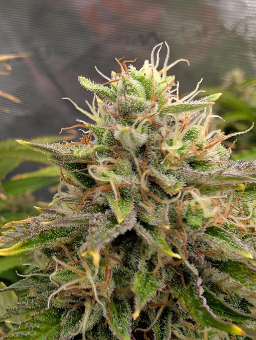 Dreaming in Colour. Week 8