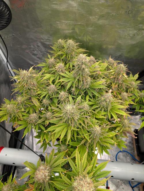 Dreaming in Colour. Week 8