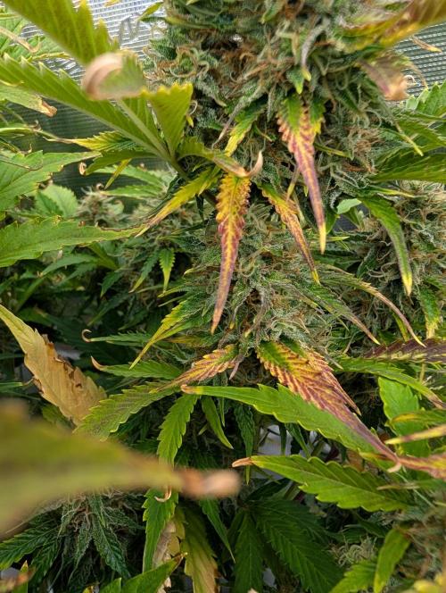 Dreaming in Colour. Week 8