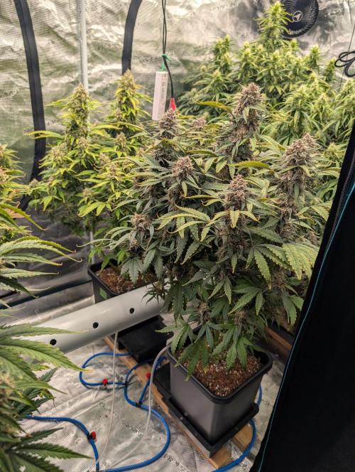 Slimer Round 3. Week 8