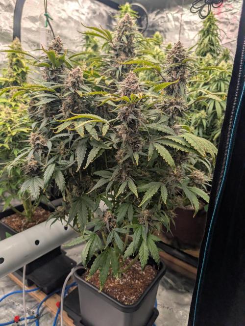 Slimer Round 3. Week 8