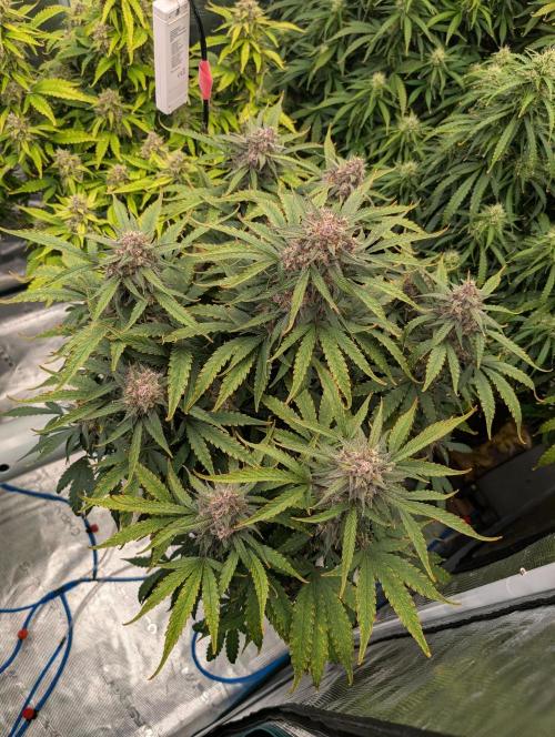 Slimer Round 3. Week 8