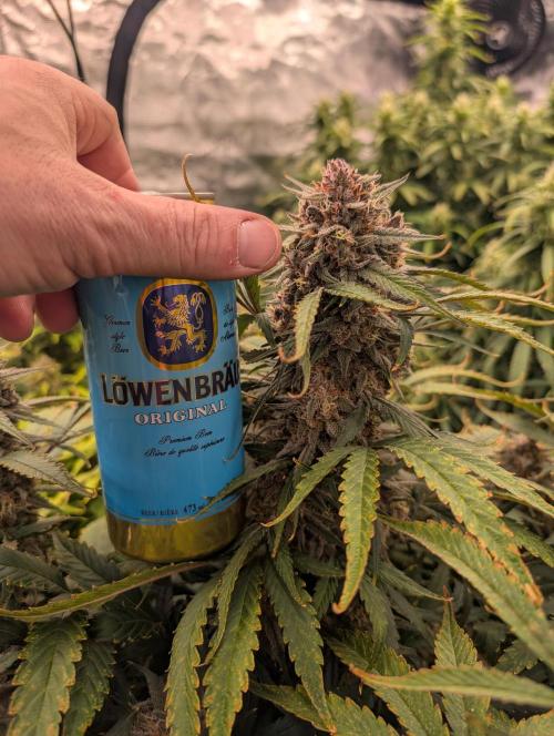 Slimer Round 3. Week 8