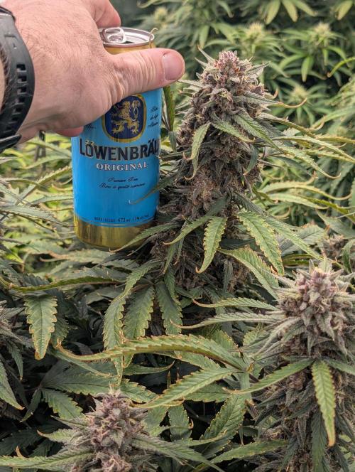 Slimer Round 3. Week 8