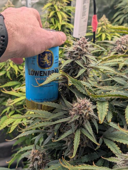 Slimer Round 3. Week 8