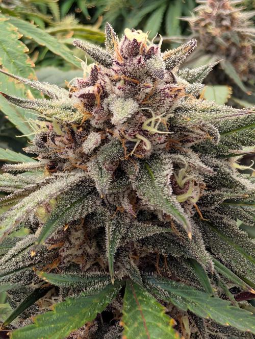 Slimer Round 3. Week 8