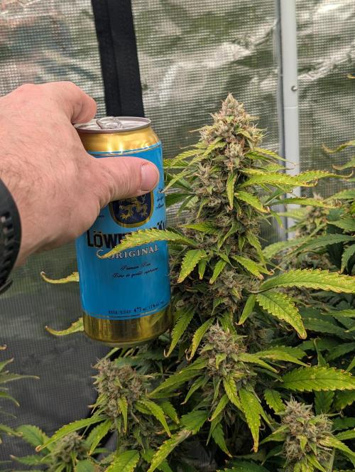 Slimer Round 3. Week 8