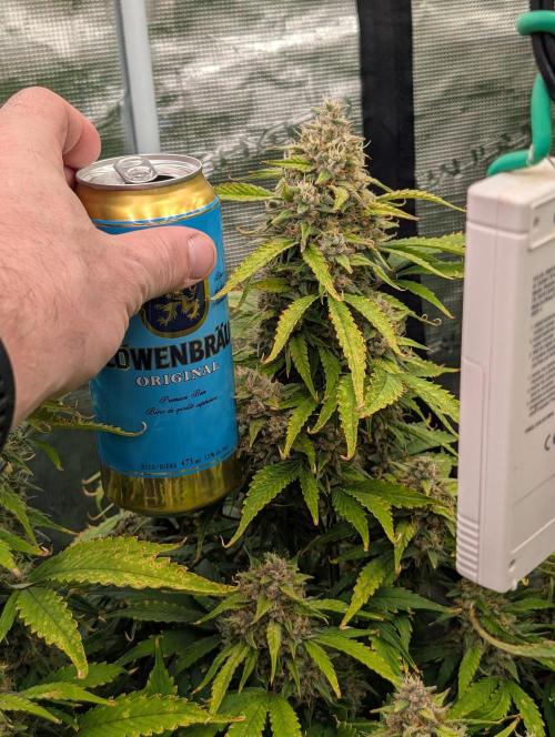 Slimer Round 3. Week 8