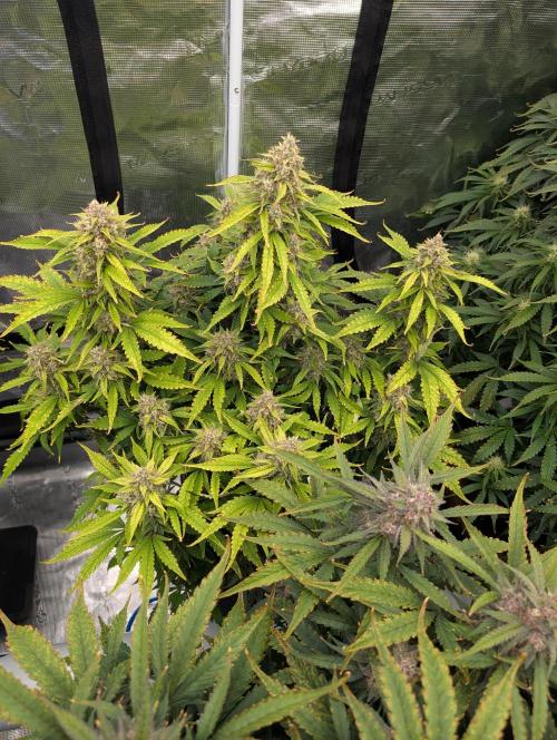 Slimer Round 3. Week 8