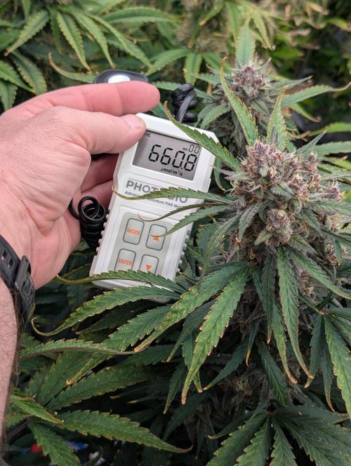 Slimer Round 3. Week 8