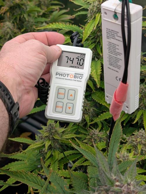 Slimer Round 3. Week 8