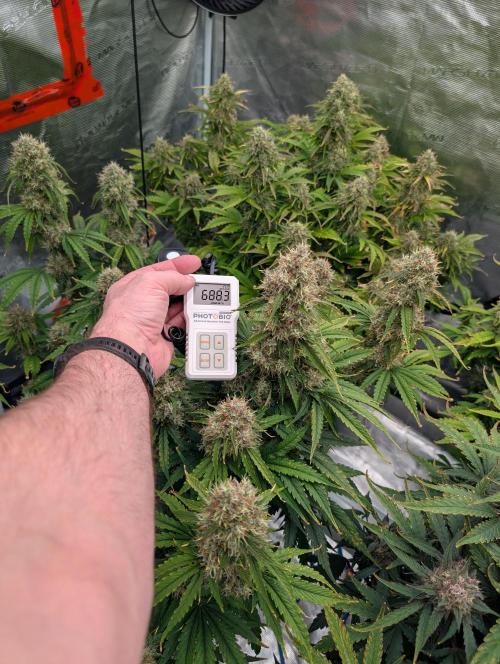 Dreaming in Colour. Week 8