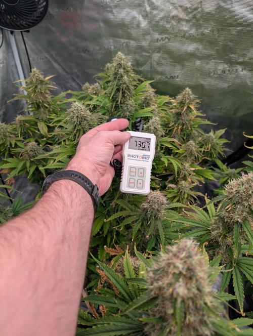 Dreaming in Colour. Week 8