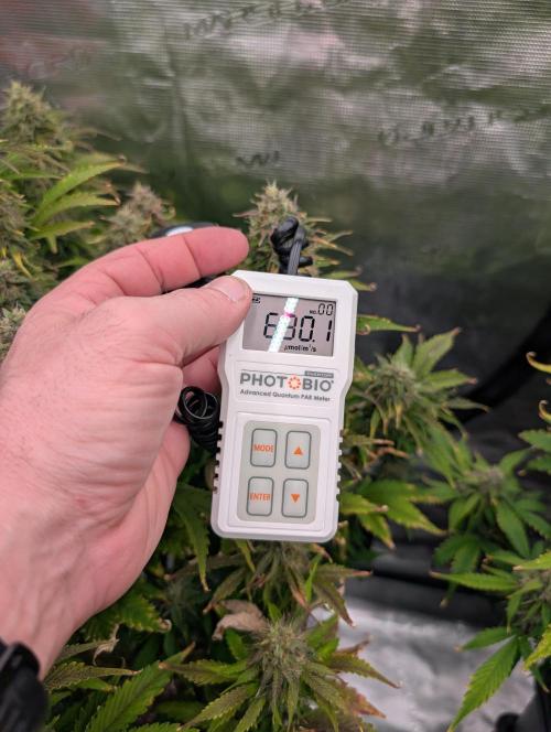 Dreaming in Colour. Week 8