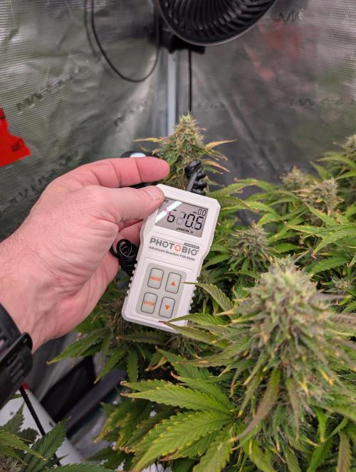 Dreaming in Colour. Week 8