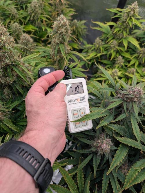 Dreaming in Colour. Week 8