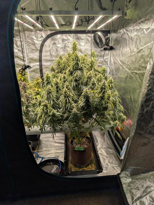 Caring for Angry Bears. Week 9