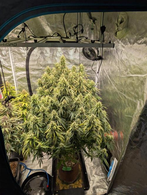 Caring for Angry Bears. Week 9