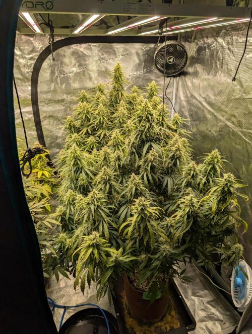 Caring for Angry Bears. Week 9