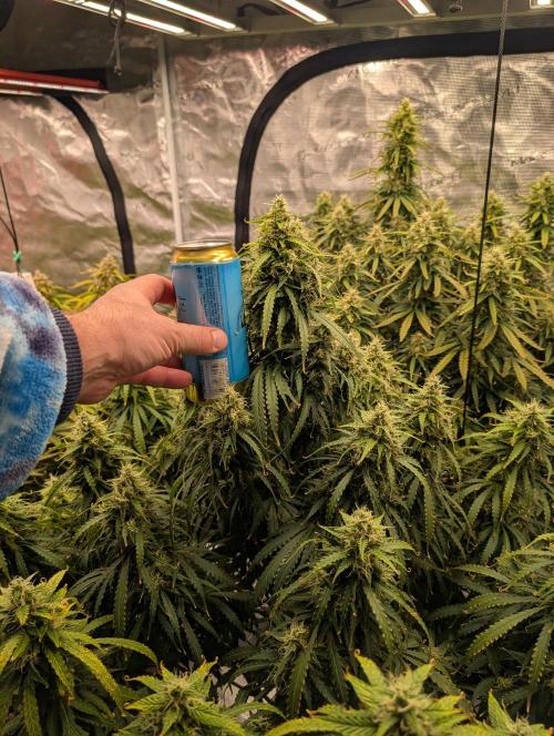 Caring for Angry Bears. Week 9