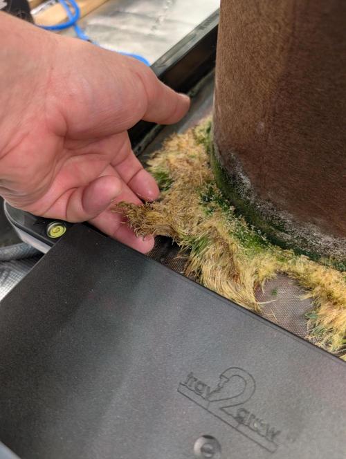 Caring for Angry Bears. Week 9