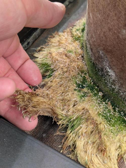 Caring for Angry Bears. Week 9