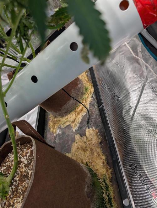 Caring for Angry Bears. Week 9