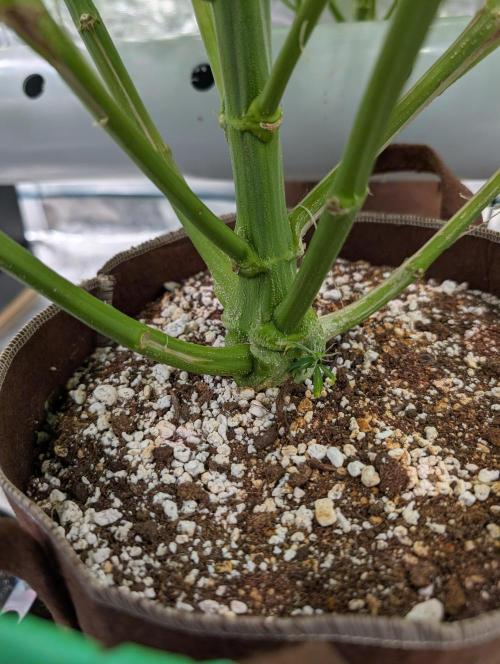 Caring for Angry Bears. Week 9