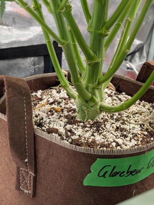 Caring for Angry Bears. Week 9