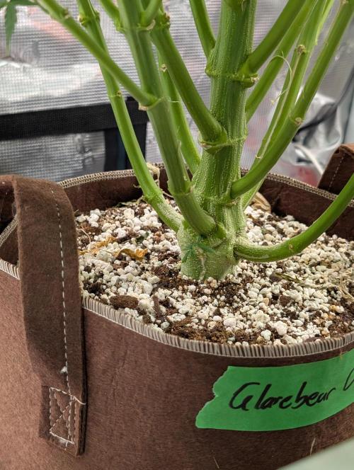 Caring for Angry Bears. Week 9