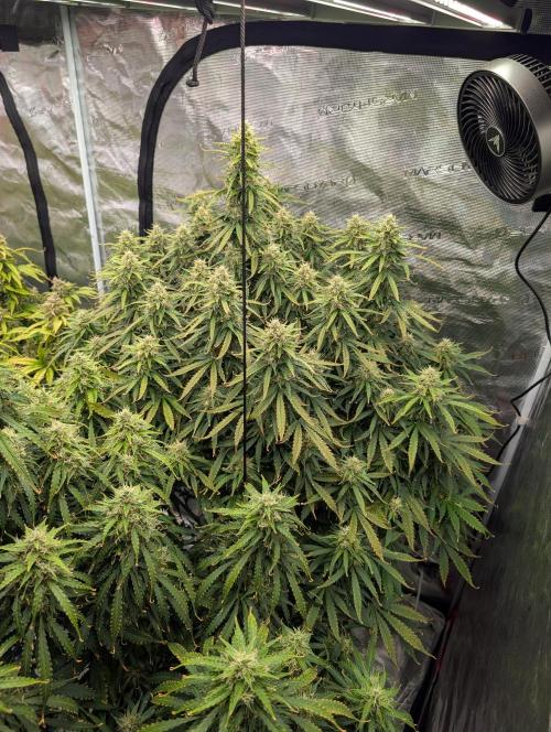 Caring for Angry Bears. Week 9