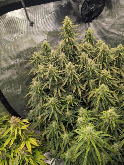 Caring for Angry Bears. Week 9