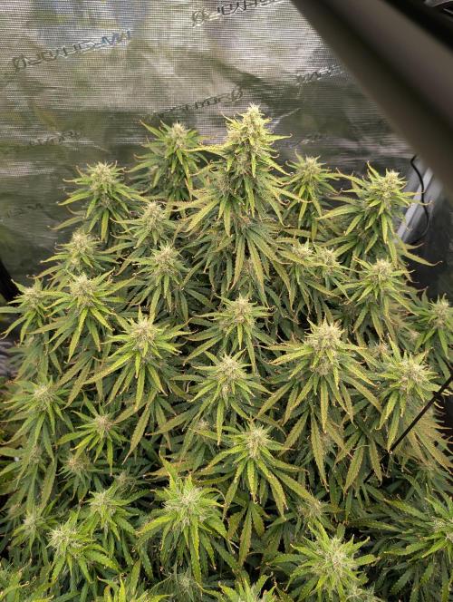 Caring for Angry Bears. Week 9