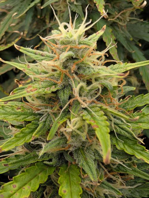 Caring for Angry Bears. Week 9